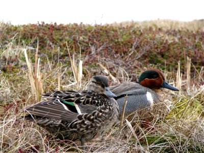 Green-winged teal pair photo