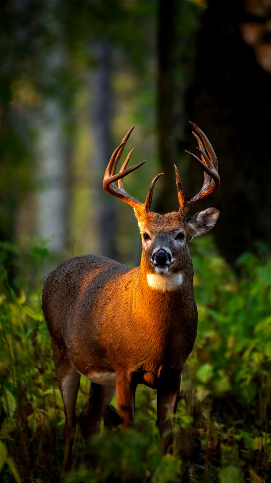 White-tailed deer photo