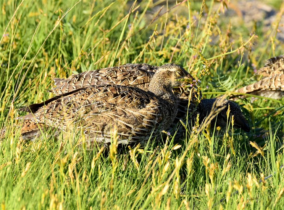 Greater sage-grouse at Seedskadee National Wildlife Refuge