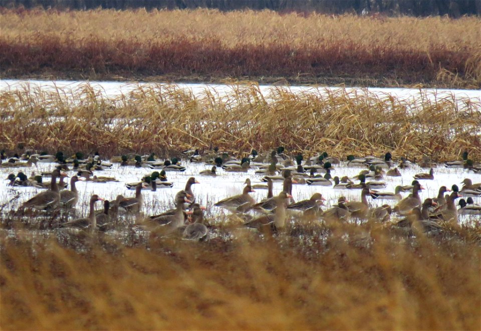 Port Louisa Waterfowl