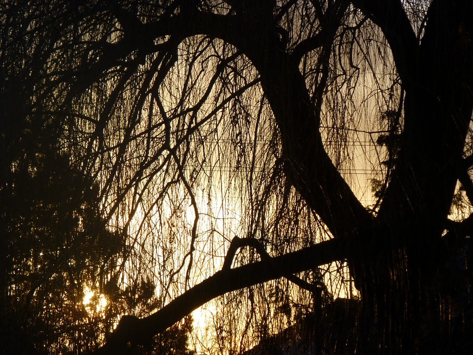 Weeping willow light winter
