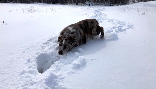 2022/365/38 Dog Deep Snow photo