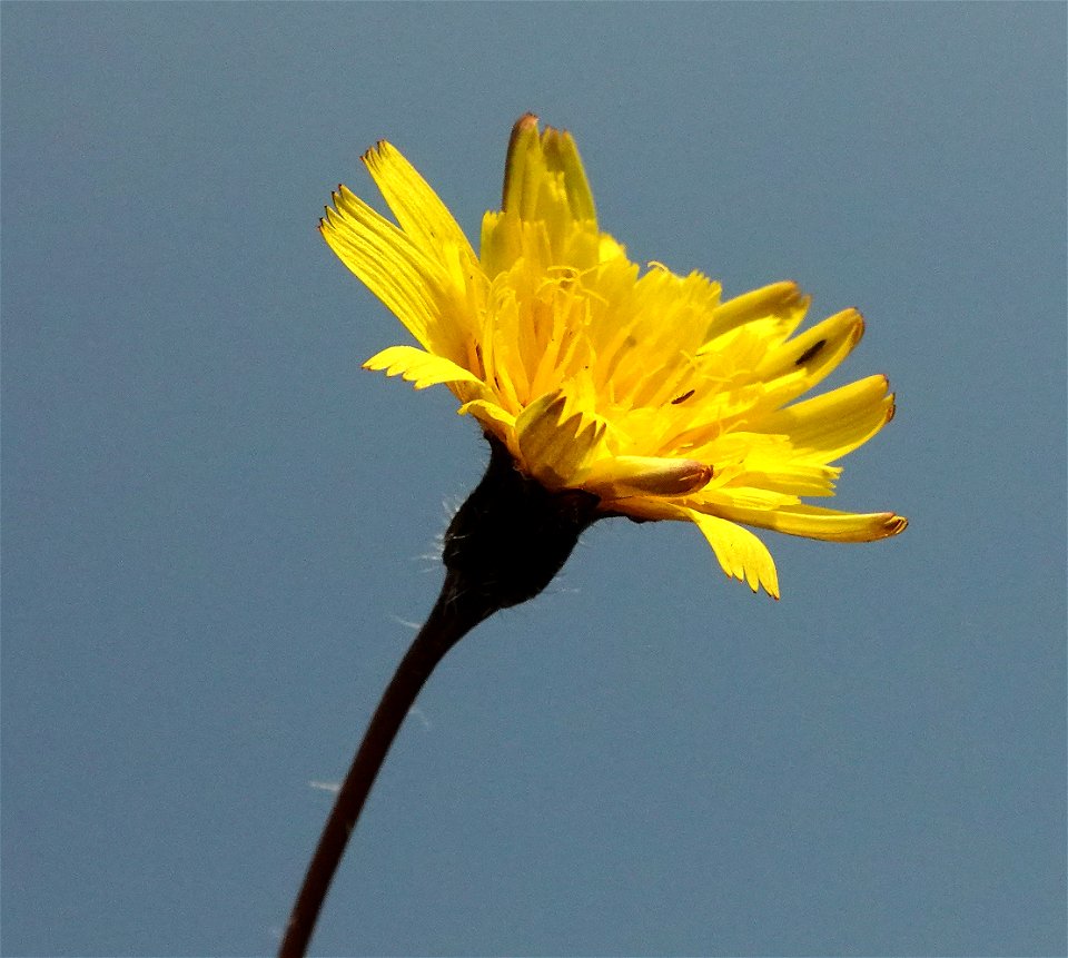AUTUMN HAWKBIT (Scorzoneroides autumnalis) (8-29-2021) crescent city, del norte co, ca -01