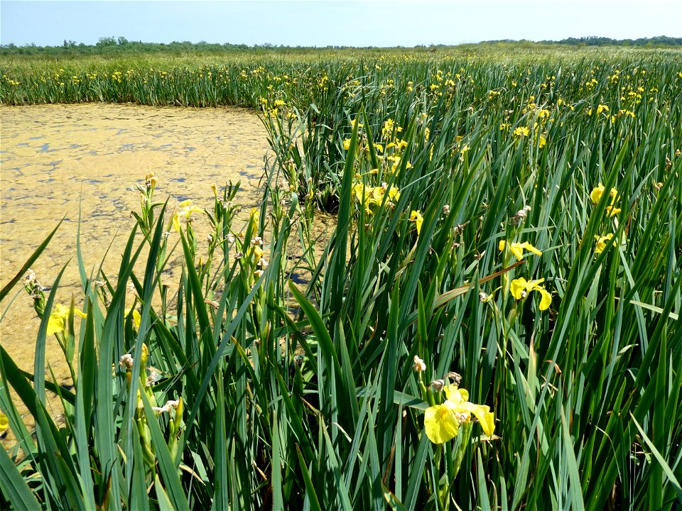Iris pseudacorus L., 1753