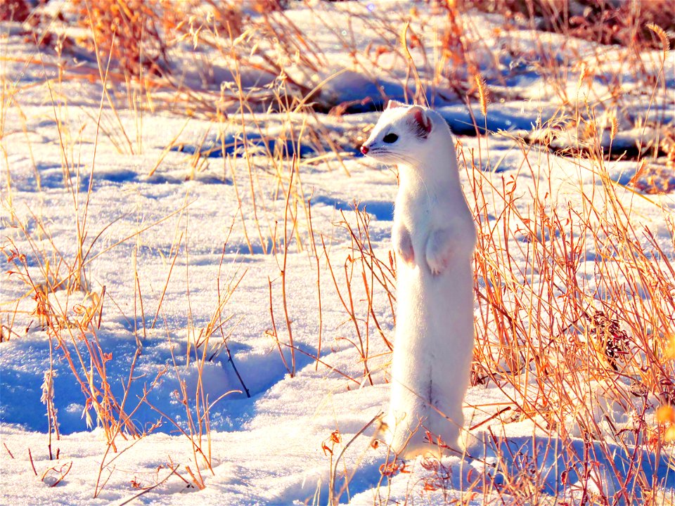 Long-tailed Weasel, Winter