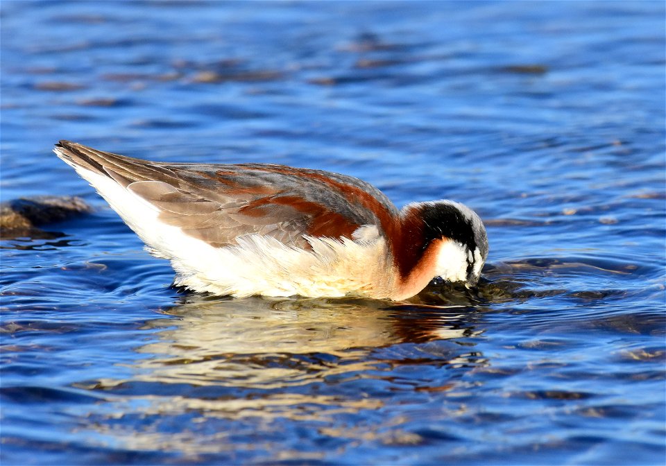 Wilson's phalarope at Seedskadee National Wildlife Refuge