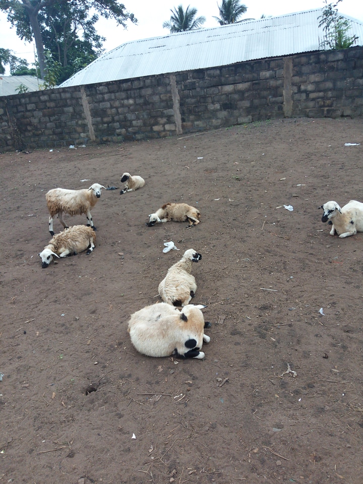 Animals cheeps breeding