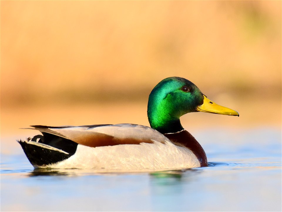 Mallard at Seedskadee National Wildlife Refuge