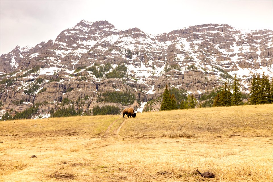 Bison grazing near Baronette Peak