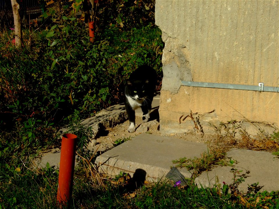 Foisorului_cats_Fuji (1)