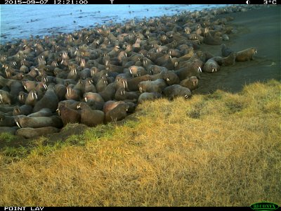 Pacific walruses resting on shore