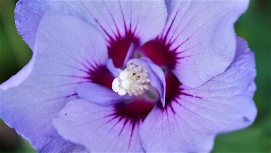 Violette Blüte des Garteneibisch (Hibiscus syriacus)
