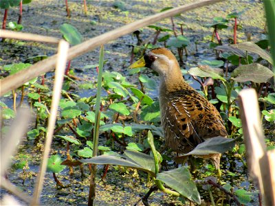 Sora at Patoka River National Wildlife Refuge