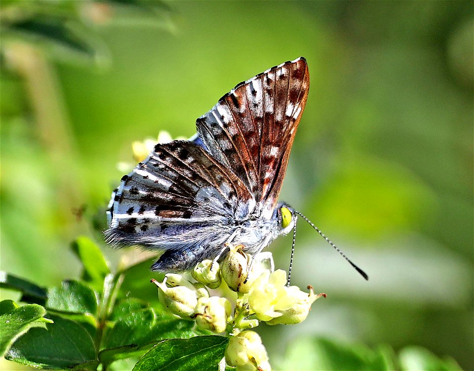 METALMARK, BLUE (Lasaia sula) (12-08-22) resaca de la palma, brownsville, cameron co, tx -08