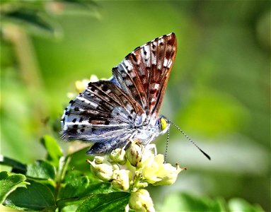 METALMARK, BLUE (Lasaia sula) (12-08-22) resaca de la palma, brownsville, cameron co, tx -08