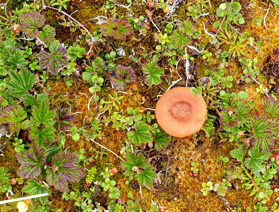 Mushroom