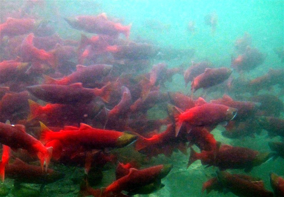 Sockeyes schooling in Hidden Lake