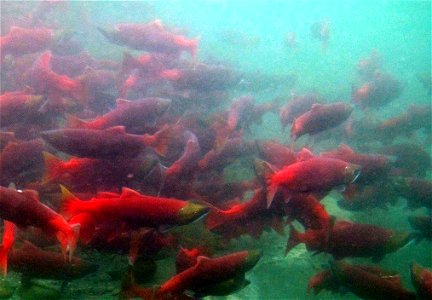 Sockeyes schooling in Hidden Lake photo