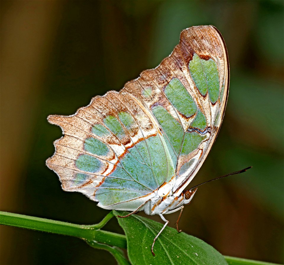 MALACHITE (Siproeta stelenes)  (01-09-2022) national butterfly center, mission, hidalgo co, tx -02