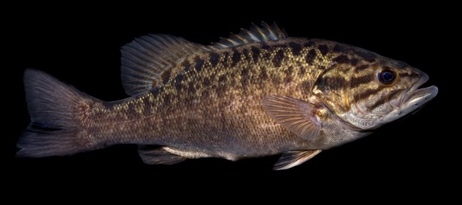 Smallmouth Bass (Micropterus dolomieu) photo