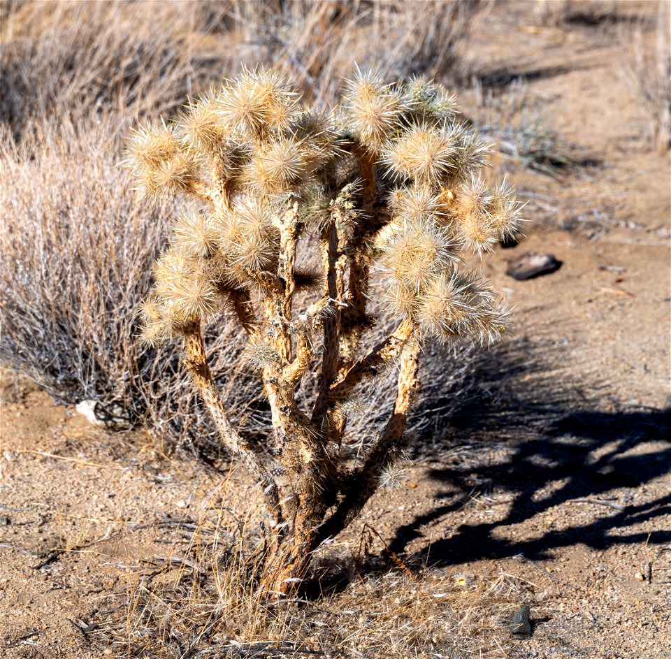 Joshua Tree National Park