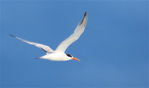 Elegant Tern photo