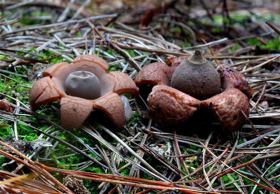 Earth stars. (Geastraceae.) photo