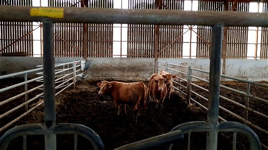 Broutards Charolais / Salers à l'étable