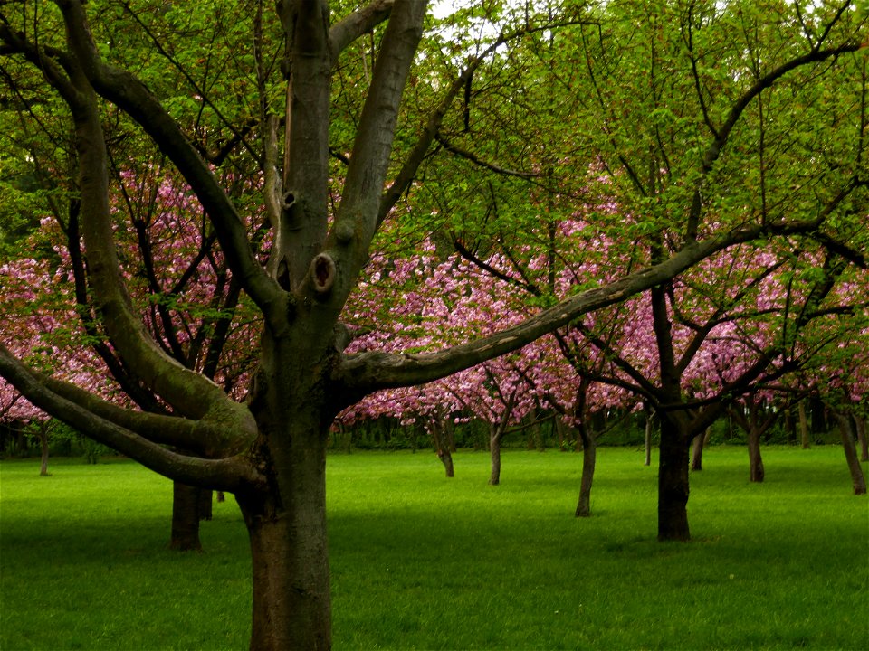 Herestrau Park in spring (15)