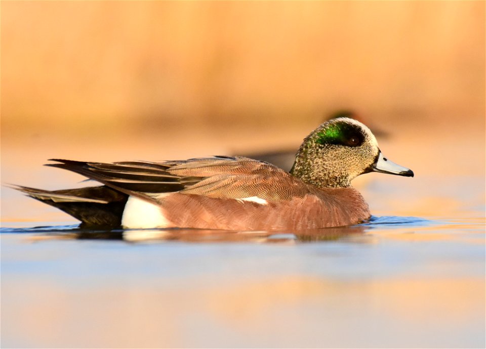 American wigeon at Seedskadee National Wildlife Refuge Wyoming