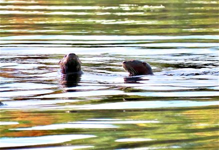 Playful Otters photo