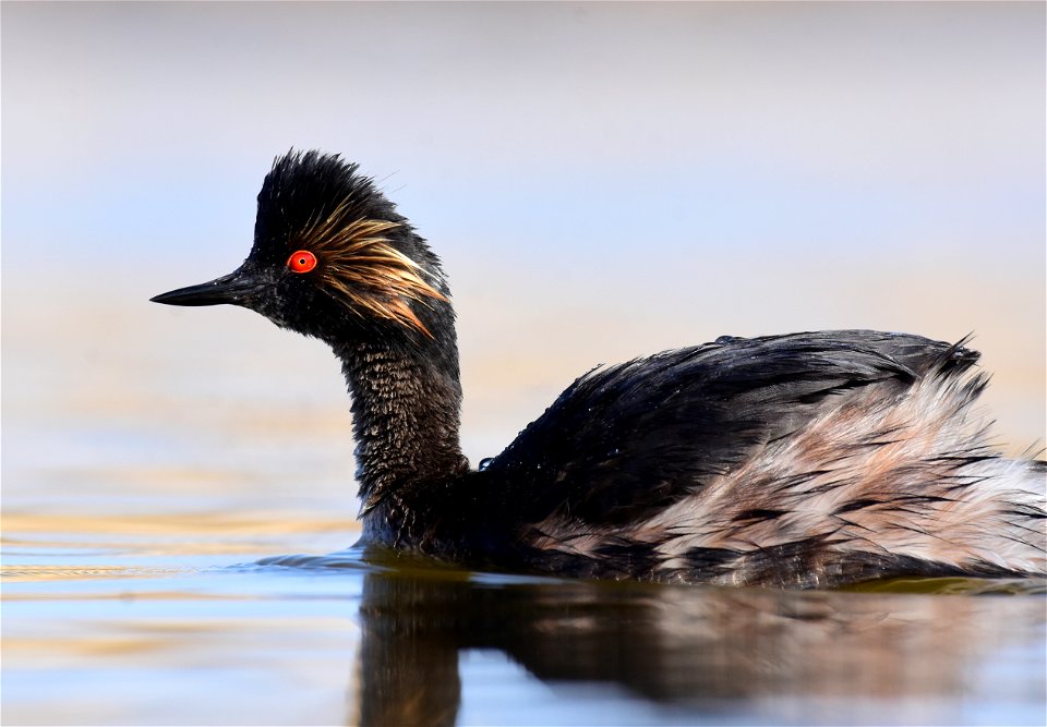 Eared grebe at Seedskadee National Wildlife Refuge