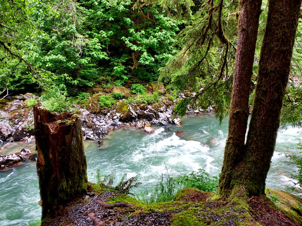 Stillaguamish River near Verlot, Mt. Baker-Snoqualmie National Forest. Photo by Anne Vassar June 9, 2021.