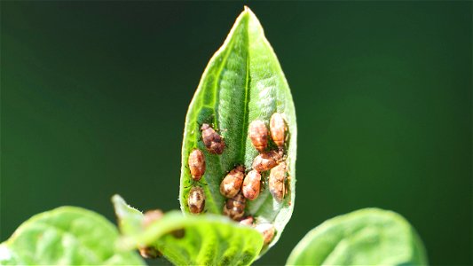 Ansammlung von Kleidocerys resedae (Birkenwanze) in verschiedenen Entwicklungsstadien