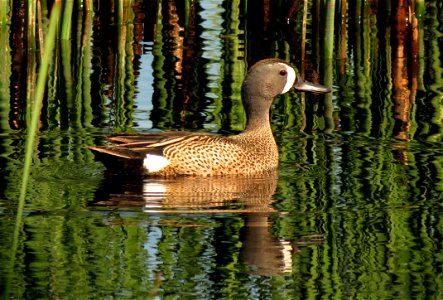 Male blue-winged teal