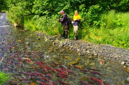 Surveying salmon streams photo