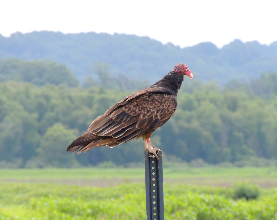 Turkey vulture photo