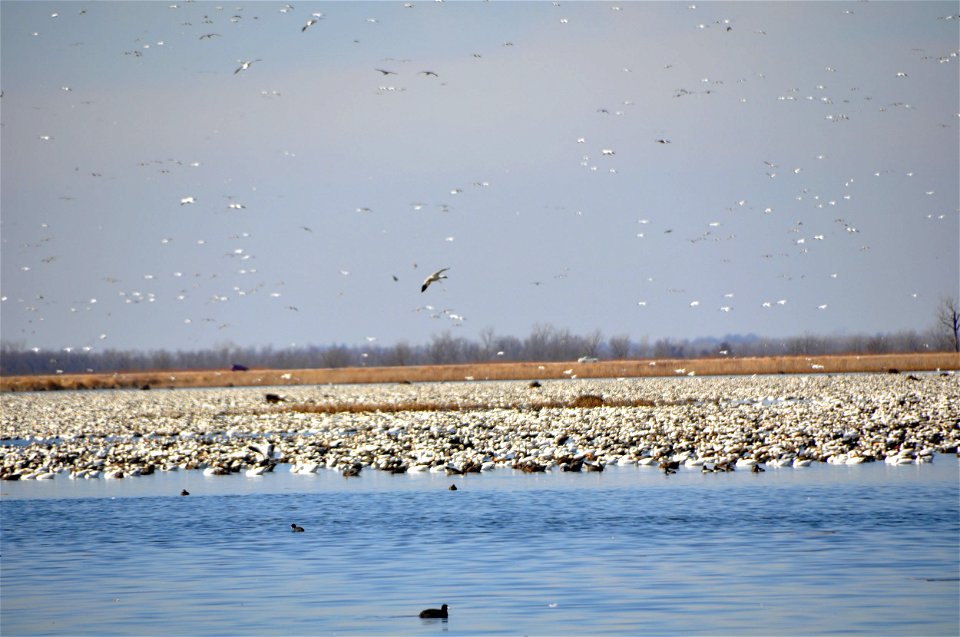Snow Geese at Loess Bluffs National Wildlife Refuge