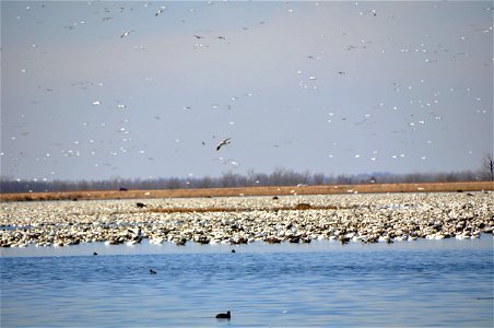 Snow Geese at Loess Bluffs National Wildlife Refuge photo