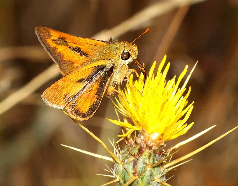SKIPPER, RURAL (Ochlodes agricola) (01-08-2022) i-5 near the ca border, jackson co, or -02