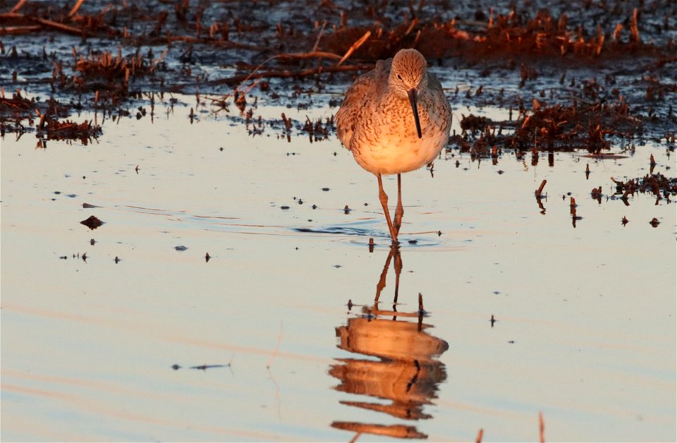 Willet Huron Wetland Management District South Dakota