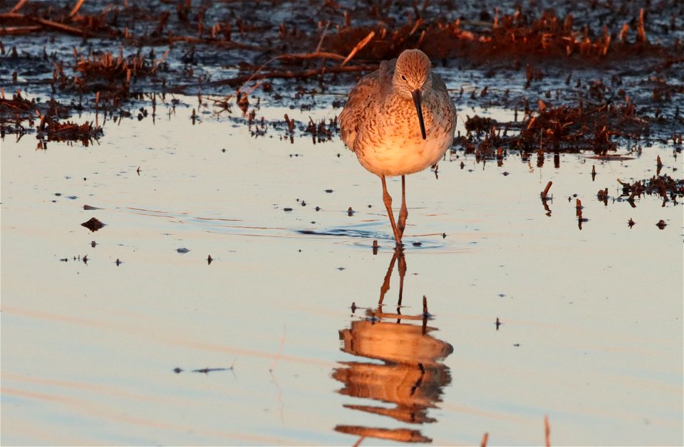 Willet Huron Wetland Management District South Dakota photo