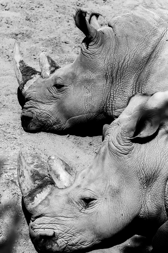 Safari animals rhinoceros