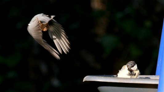 Der Kleiber macht die Fliege und die Kohlmeise guckt enttäuscht