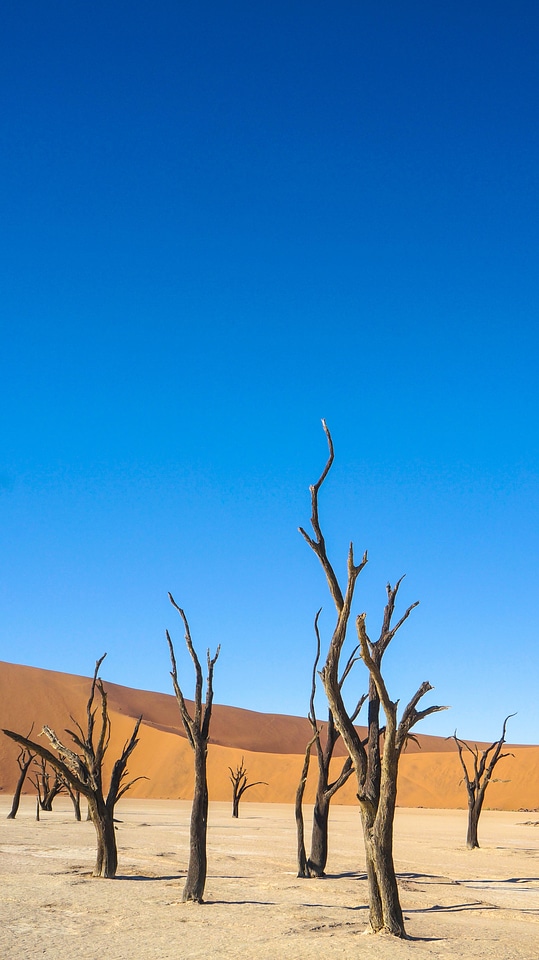 Landscape desert dry trees