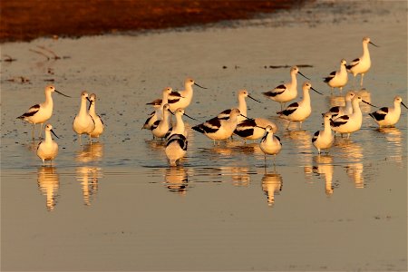 Fall Plumage American Avocets Huron Wetland Management District photo