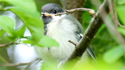 ... lässt sich aber gerne noch von Mama und Papa durchfüttern photo