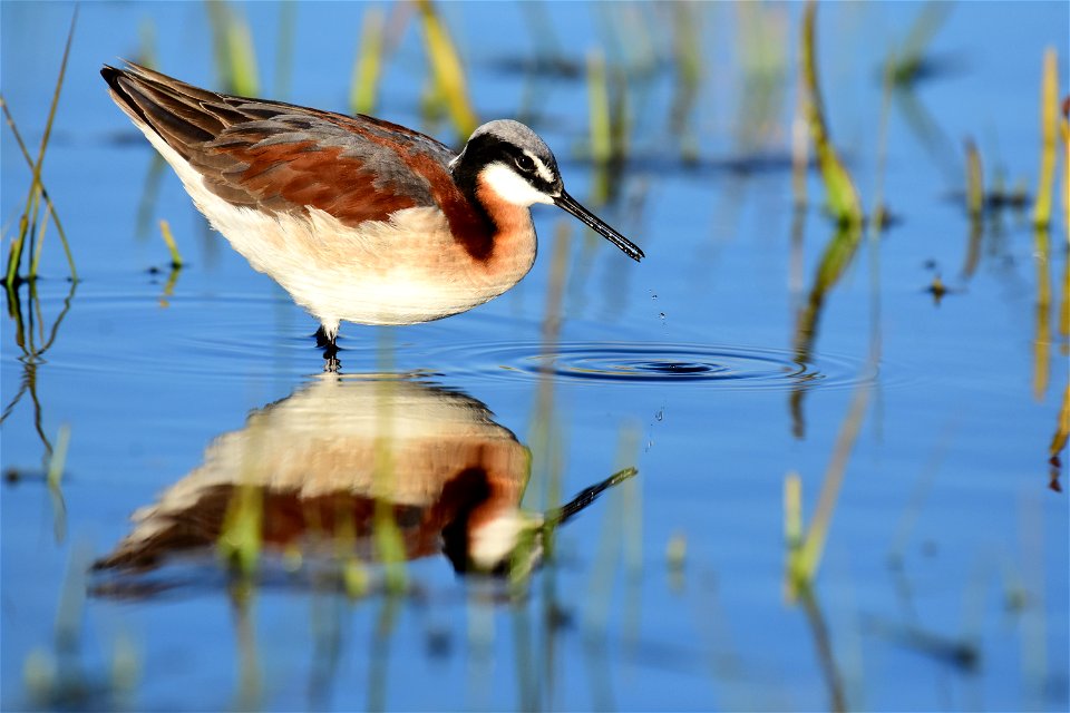 Wilson's phalarope at Seedskadee National Wildlife Refuge