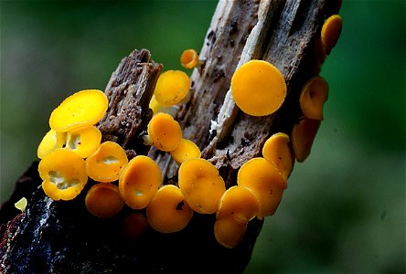 Yellow fairy cups (Bisporella citrina,) photo