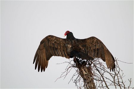 Turkey Vulture Drying Off photo